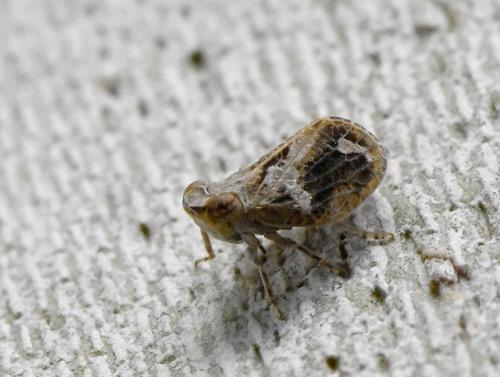Latilica maculipes